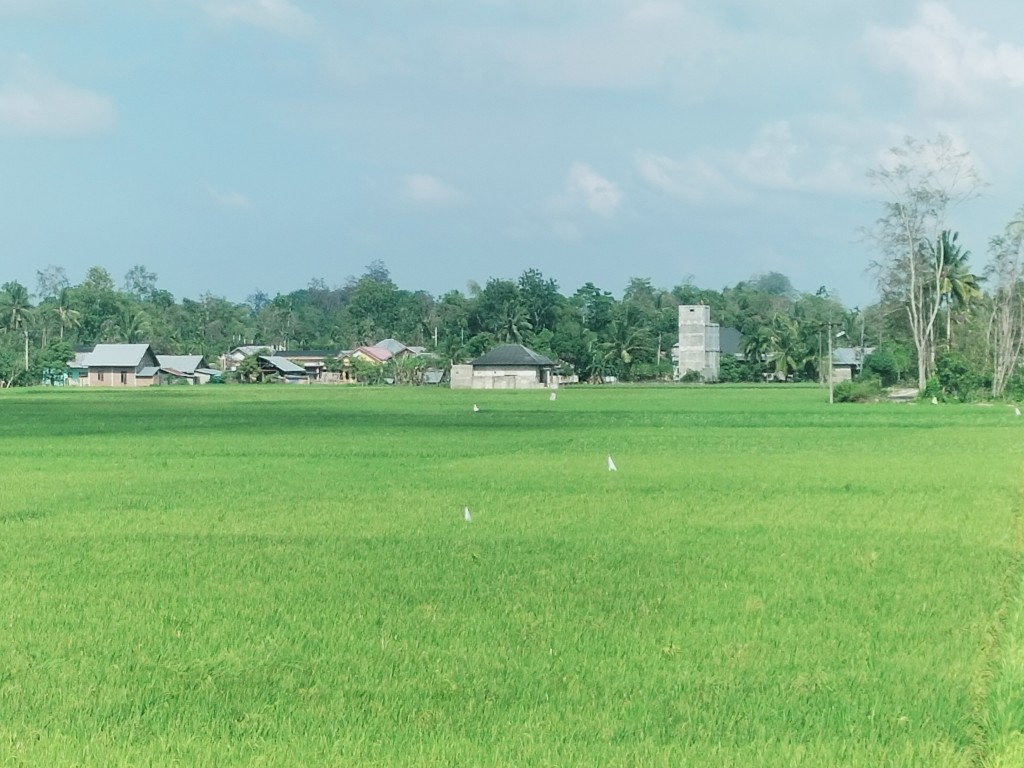 Hamparan sawah gampong Blang Beureueh